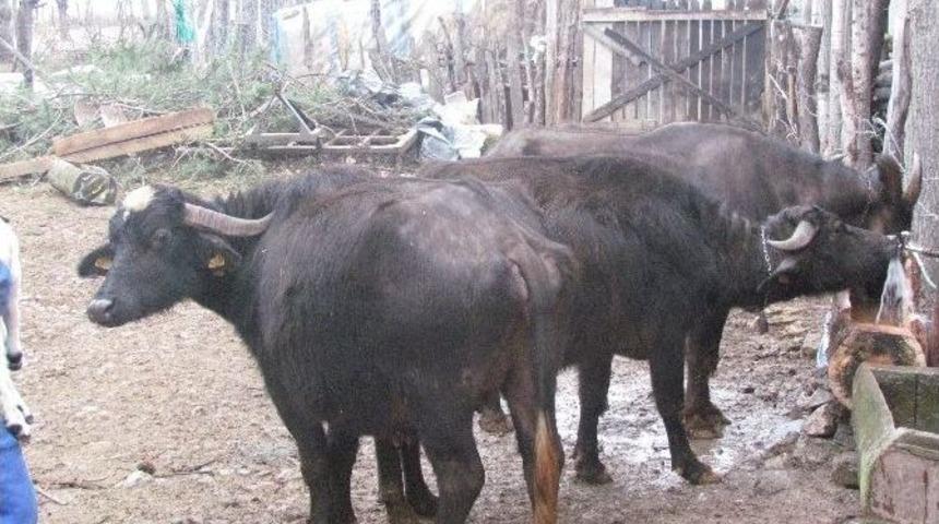 Manda S&uuml;t&uuml;ne Rağbet Artıyor