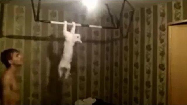 Sahibi İle Barfiks Yarışına Giren Kedi Şaşırtıyor