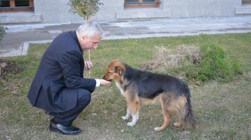 Malatya&rsquo;nın Valisi S&uuml;leyman Kam&ccedil;ı&rsquo;nın Hayvan Sevgisi