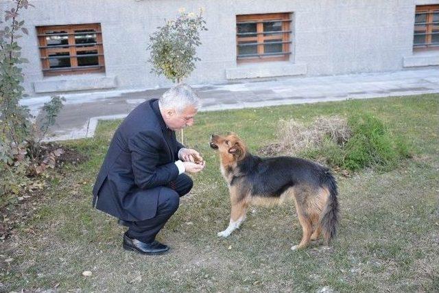 Malatya’nın Valisi Süleyman Kamçı’nın Hayvan Sevgisi