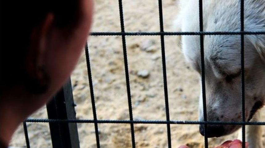 &Ouml;ğrencilerden Hayvan Barınağına Ziyaret