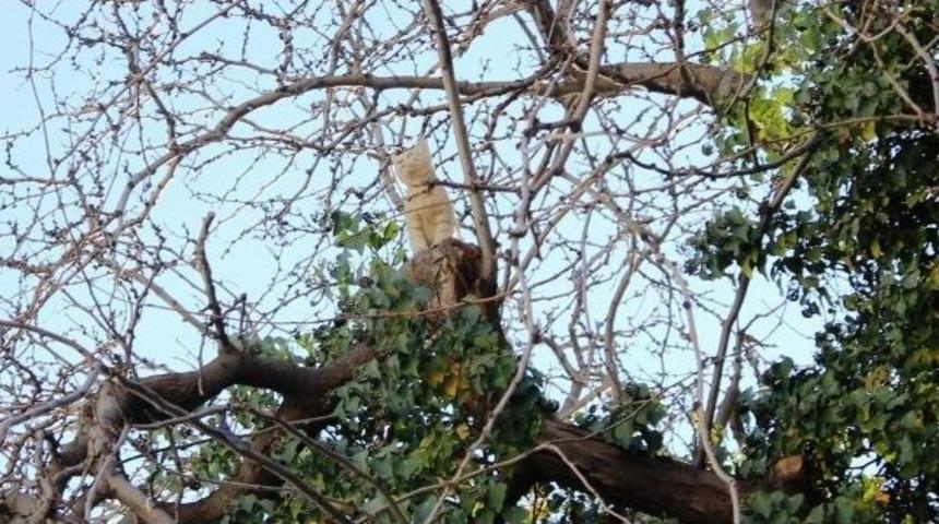 İtfaiye Kediyi Ağa&ccedil;ta Bıraktı