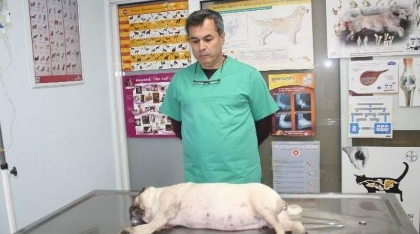 Marmaris&rsquo;te Bir Ayda 30 K&ouml;pek Zehirlendi