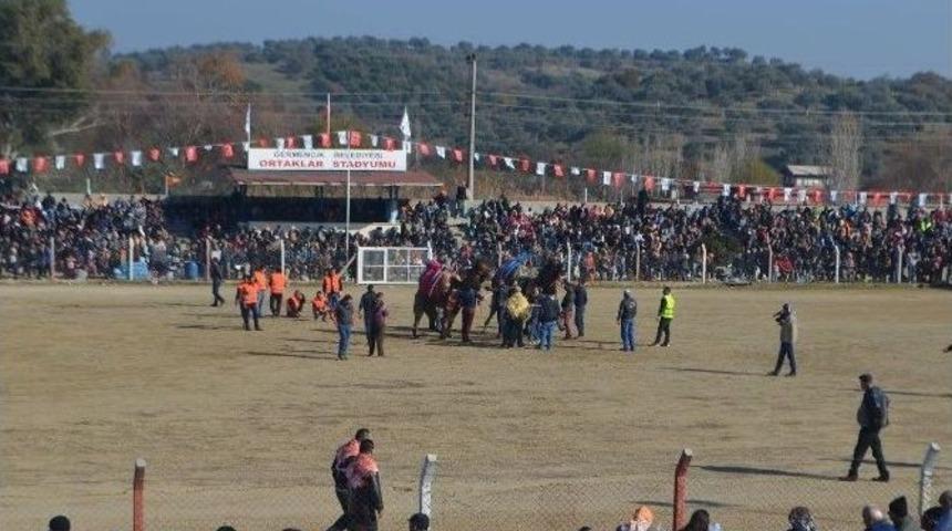 Germencik Deve G&uuml;reşleri Nefesleri Kesti