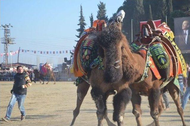 Germencik Deve Güreşleri Nefesleri Kesti