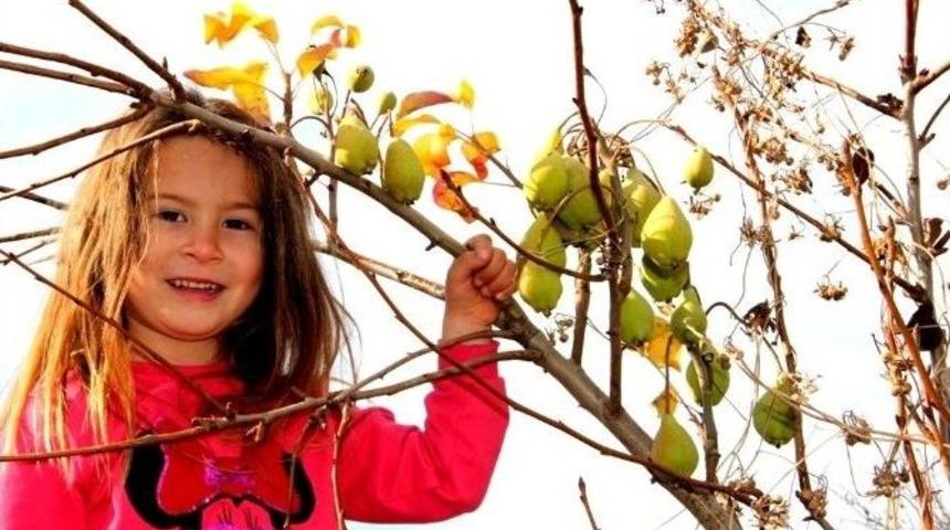 Sarıg&ouml;l&rsquo;de Armut Ağacı Aralık Ayında Meyve Verdi