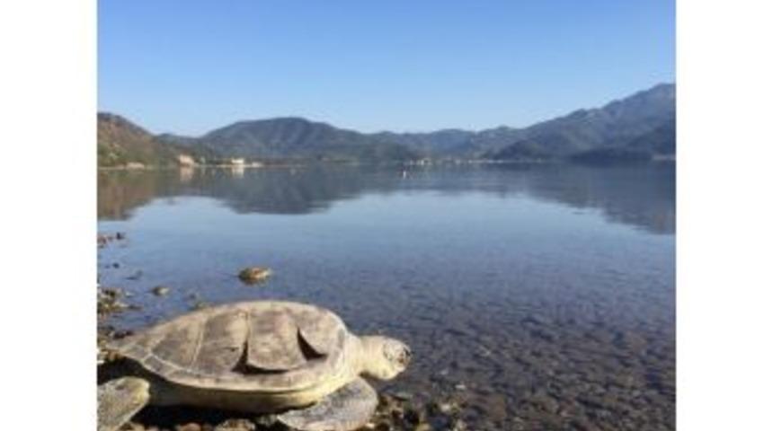 Sular &Ccedil;ekildi Caretta Caretta&rsquo;nın Cansız Bedeni Su Y&uuml;z&uuml;ne &Ccedil;ıktı