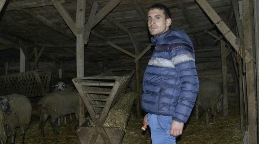 Hırsızlarla Karşılaştı, &Ccedil;ok Sevdiği Kuzularını Kurtardı