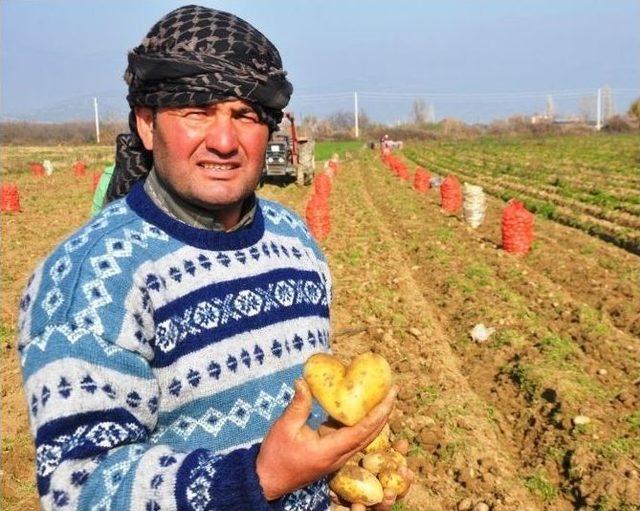 (özel) Şeker Oranı Düşük Patates Üretiliyor