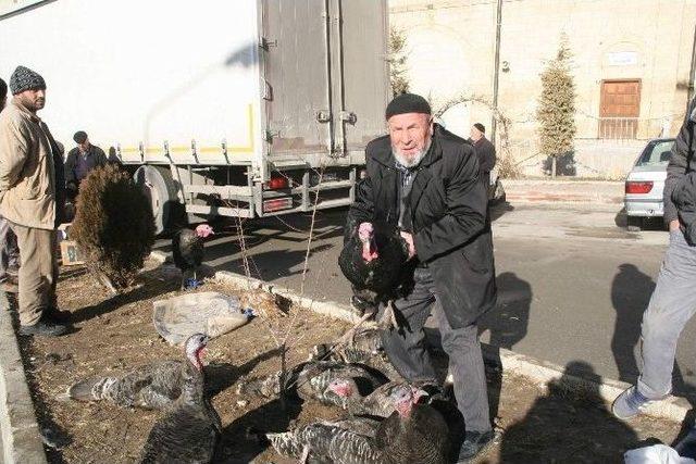 Yozgat’ta Yılbaşı Hindileri Pazara İndi