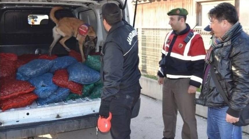 Narkotik K&ouml;pekleri Bu Defa Uyuşturucu Değil Midye Aradı