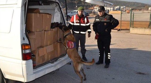 Narkotik Köpekleri Bu Defa Uyuşturucu Değil Midye Aradı