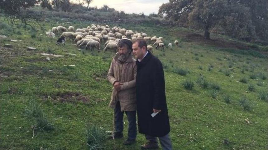 Aydınlı Vekil, &Ccedil;obanla Koyun Otlatma S&ouml;z&uuml;n&uuml; Tuttu