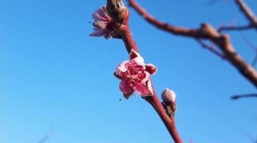 Kar Beklenirken Şeftaliler &Ccedil;i&ccedil;ek A&ccedil;tı