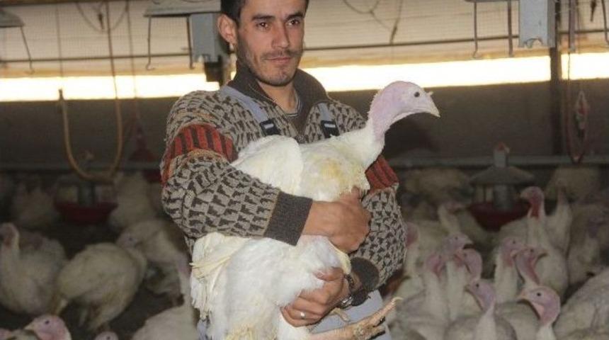 Bolu&rsquo;da Yılbaşı İ&ccedil;in 150 Bin Hindi Kesildi