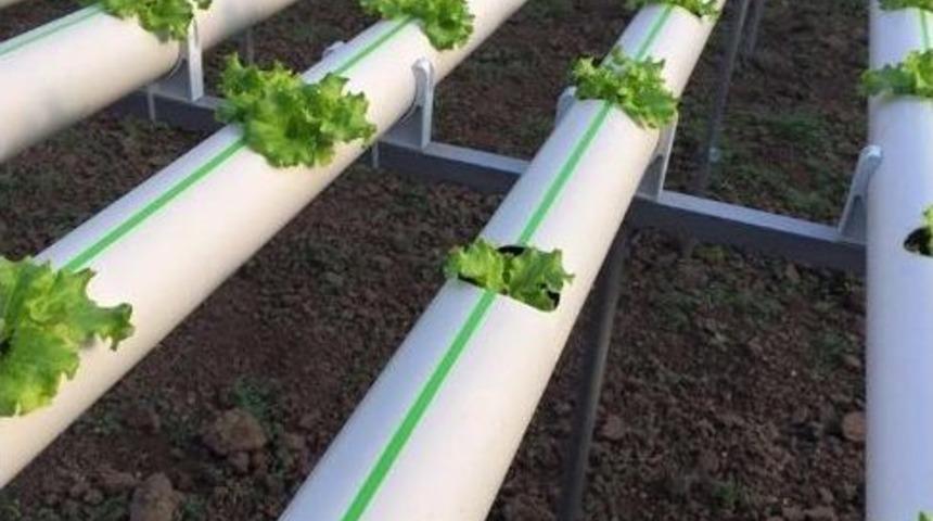 &Ccedil;arşamba Ovası&rsquo;nda Topraksız Tarım