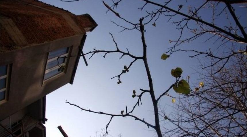 76 Yıılık Dut Ağacı Kış Mevsiminde Meyve Verdi