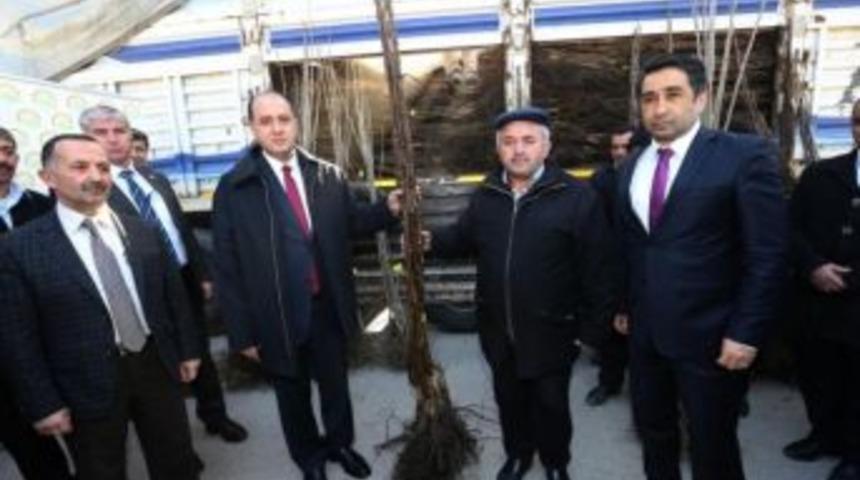Amasya&rsquo;da K&ouml;yl&uuml;lere Ceviz Ve Kiraz Fidanı Dağıtıldı