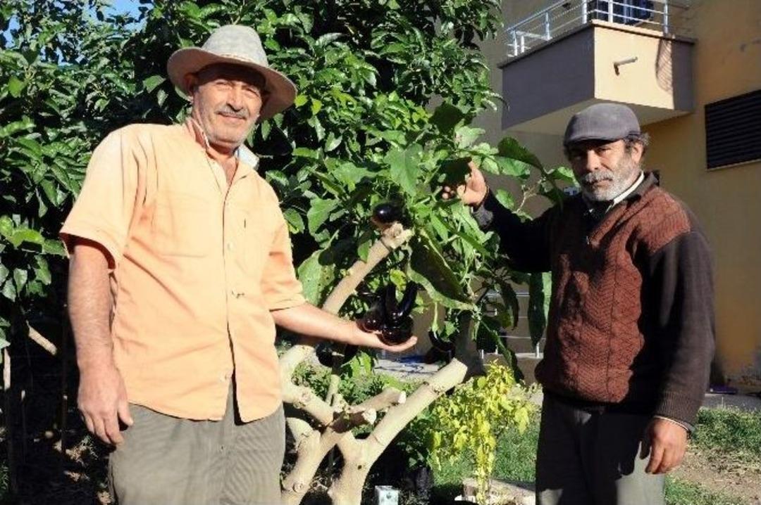 Ağa&ccedil;ta Yetişen Patlıcan Zehirli &Ccedil;ıktı