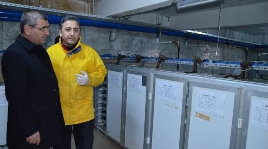 Her Derenin Balığı Ayrı Dolaplarda