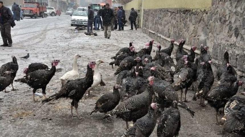 Kars&rsquo;ta Yılbaşı Hindilerine Yoğun İlgi