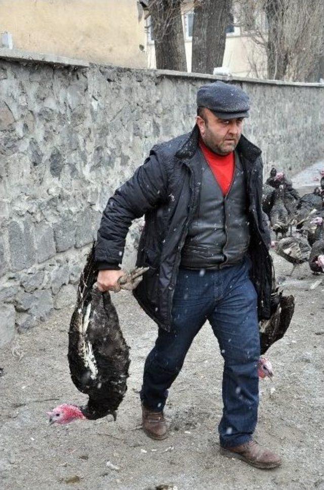 Kars’ta Yılbaşı Hindilerine Yoğun İlgi