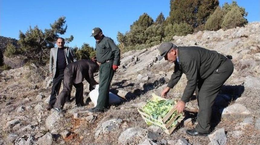 Yaban Hayatı Ve Sokak Hayvanlarına Yiyecek Takviyesi