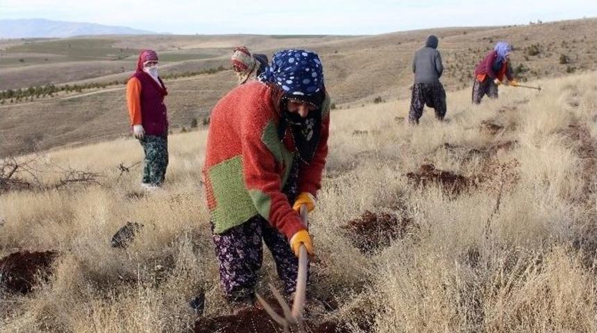 Evde &Ccedil;ocuk, Dağda Fidan Yetiştiriyorlar
