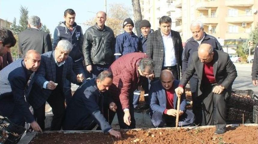 130 Bin Lale Soğanı Ekiliyor