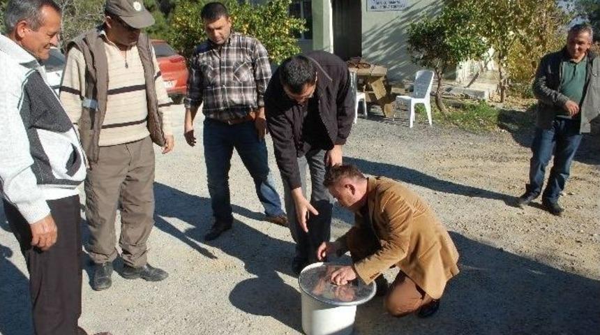 Yavru Atmaca Doğaya Bırakıldı