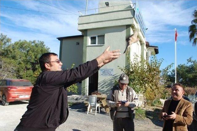 Yavru Atmaca Doğaya Bırakıldı