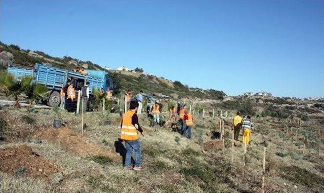 Hükümlüler Binlerce Fidanı Toprakla Buluşturdu