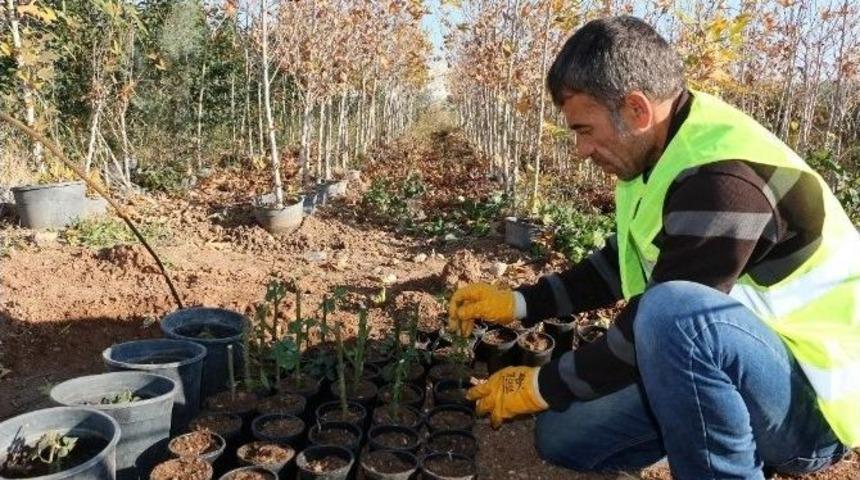 Şanlıurfa&rsquo;da &Ccedil;elikle G&uuml;l &Uuml;retimi