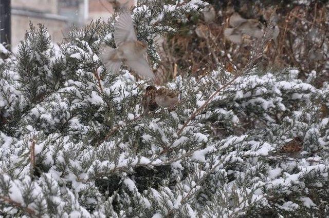 Sivas’ta Karın Keyfini Çocuklar Çıkardı