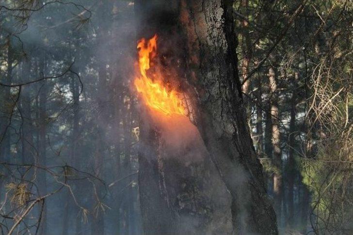 Fethiye’de Kış Ortasında Orman Yangını G4