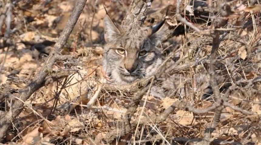 Omzunda &Ccedil;ıkık Olan Vaşak Tedavi Altına Alındı