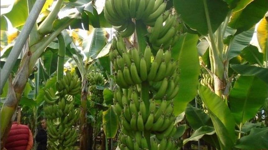 Erdemli&rsquo;de Muz &Uuml;reticilerinin Y&uuml;z&uuml; G&uuml;l&uuml;yor