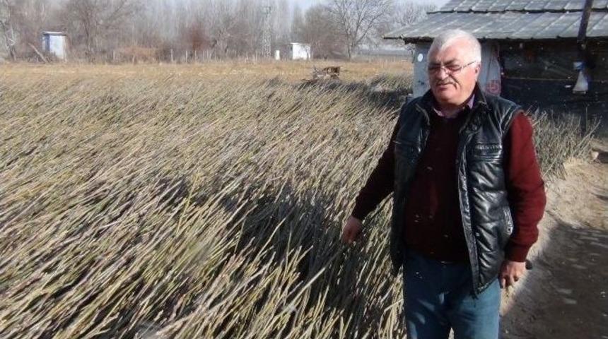 Ab&rsquo;nin Ceviz Fidanları Simav&rsquo;dan