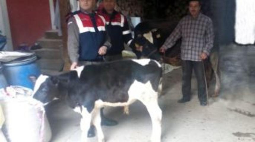 Bolu&rsquo;da &Ccedil;alınan Buzağılar Kocaeli&rsquo;nde Bulundu
