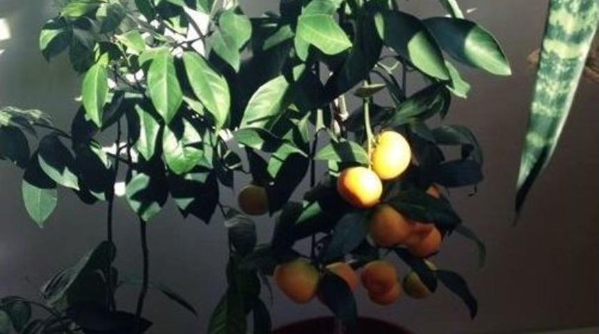 Kalorifer Sıcaklığında Narenciye Yetiştirildi