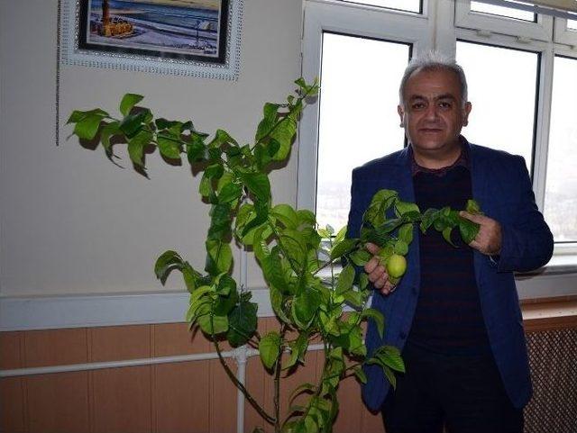 Kalorifer Sıcaklığında Narenciye Yetiştirildi 1