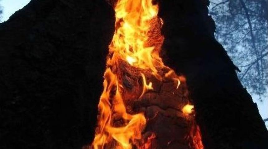 Kış Ortasında Orman Yangını