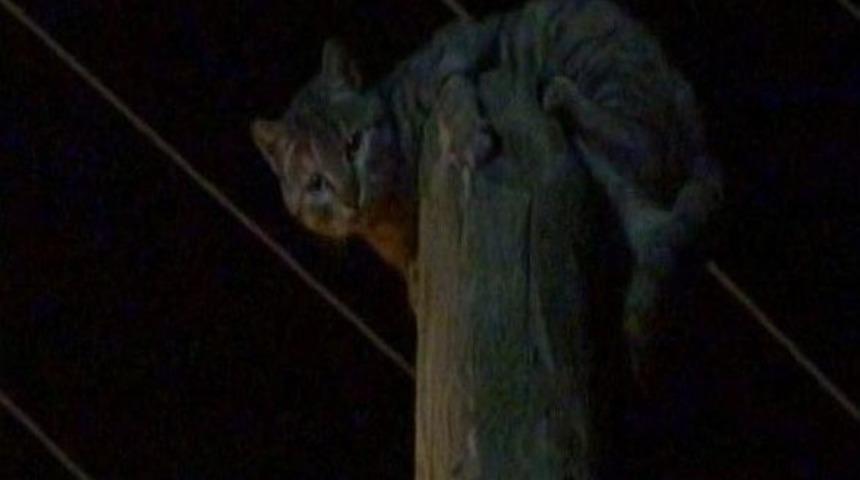 K&ouml;pekten Korkan Kedi Telefon Direğinin Tepesinde Mahsur Kaldı