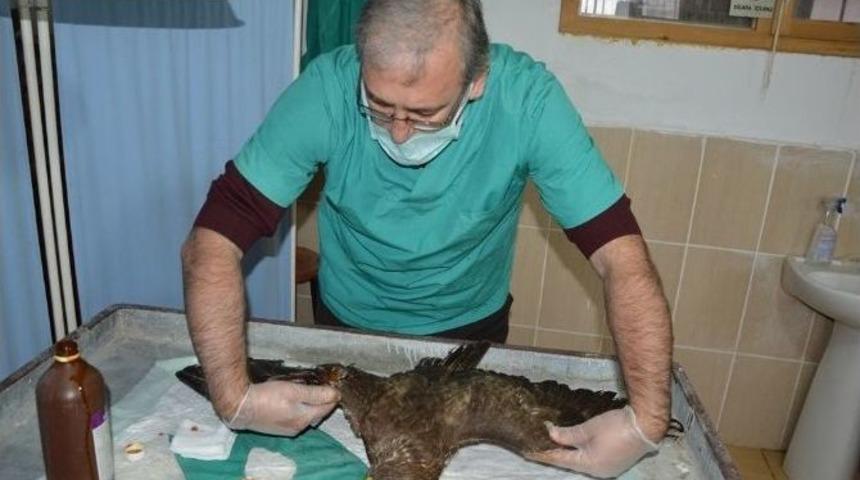 Otomobile &Ccedil;arpan Yaralı Şahin Tedavi Altına Alındı