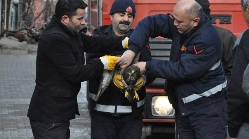 Ağa&ccedil;ta Mahsur Kalan Şahini Kurtarma Operasyonu