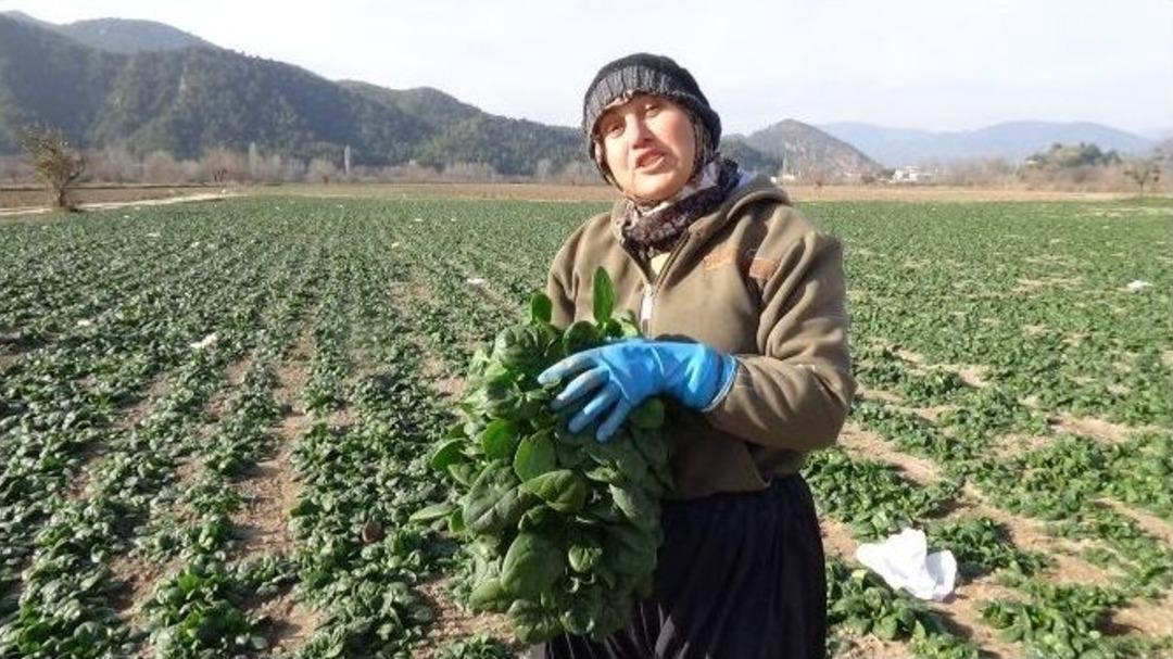 Osmaneli&rsquo;de Ispanak Hasat Zamanı