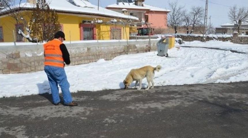 Sokak Hayvanlarına Ve Kuşlara Belediyeden Gıda Desteği