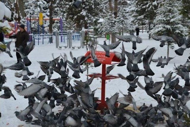 Sokak Hayvanlarına Ve Kuşlara Belediyeden Gıda Desteği