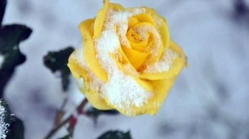 Viranşehir&rsquo;de Kar Yağışı Başladı