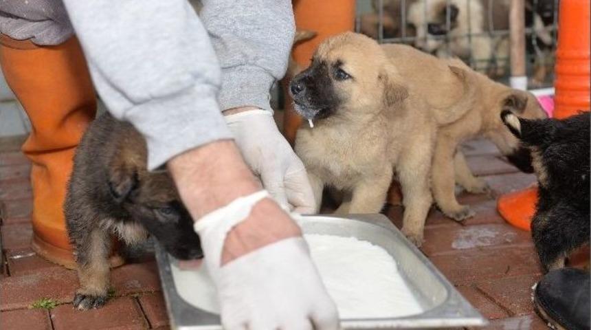 Yıldırım Belediyesi&rsquo;nden Sokak Hayvanlarına Şefkat Eli